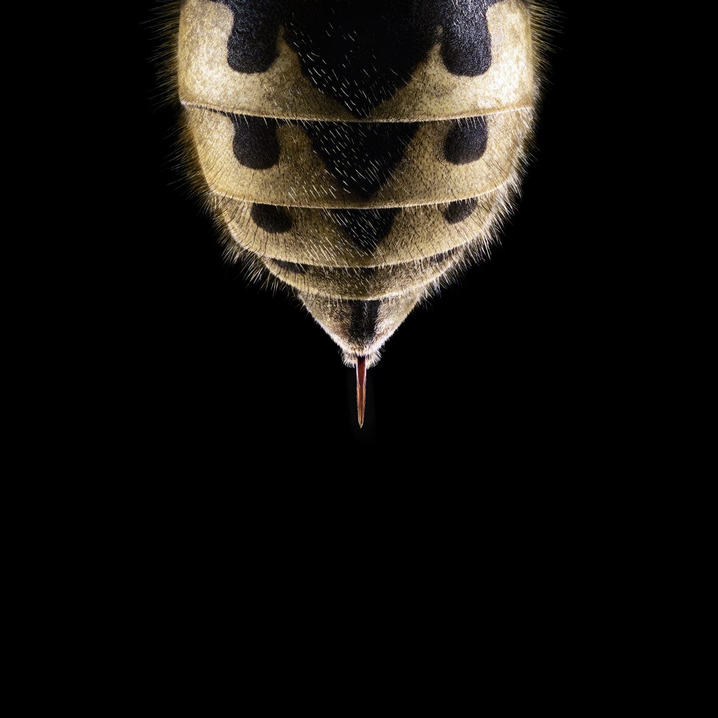 SBM wasp rear lowres